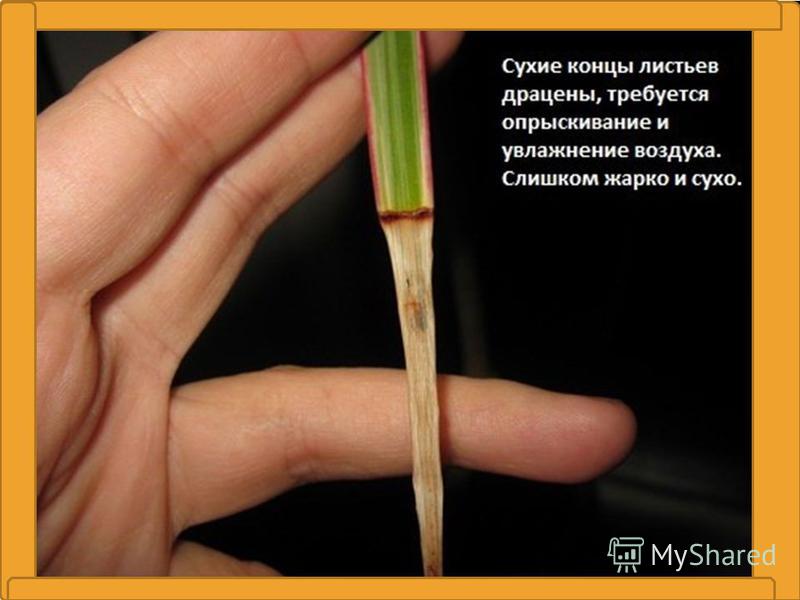 Как ухаживать за драценой в домашних условиях после покупки Как ухаживать за драценой в домашних условиях после покупки