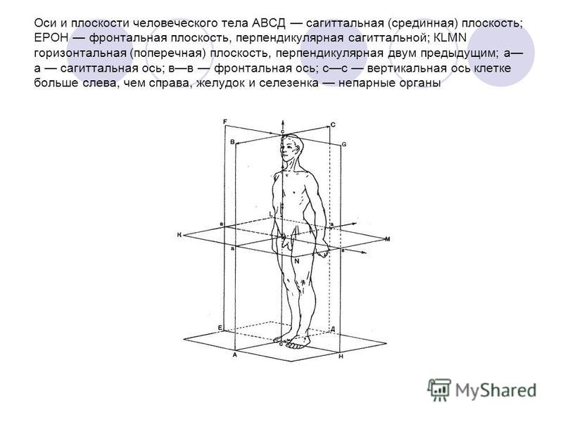 сагиттальная ось вращения сустава сагиттальная ось вращения сустава