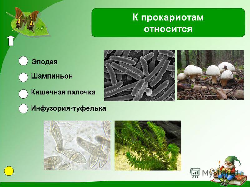 Какие организмы относятся к доядерным примеры Доядерные организмы примеры How-info.ru