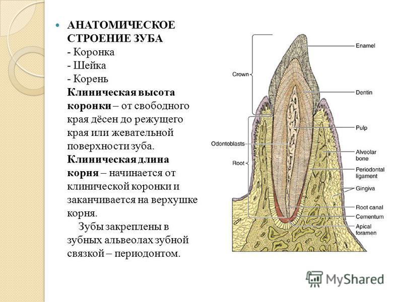 Лекция по теме Гистология 