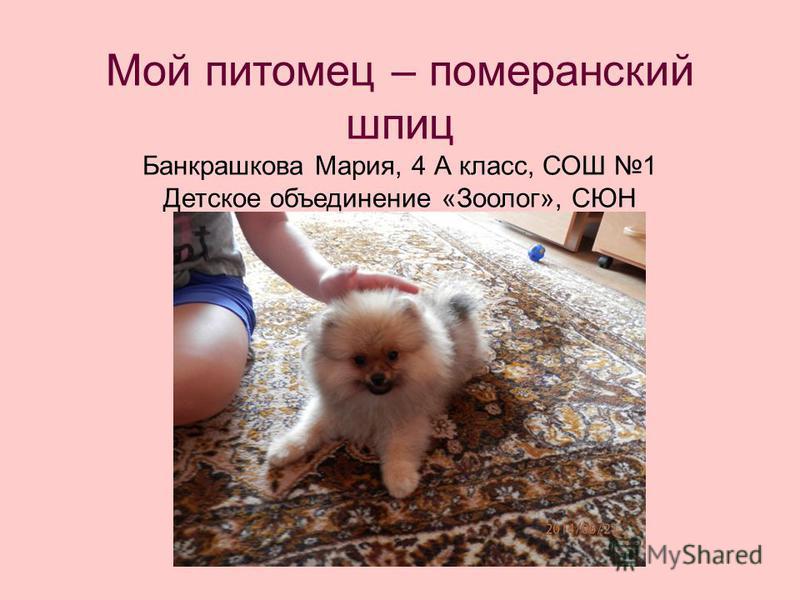 Проект на тему мои питомцы класс Проект 1 класс мой питомец кошка