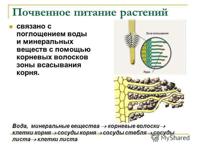 Вещества растений минеральные в схеме Вещества растений минеральные в схеме