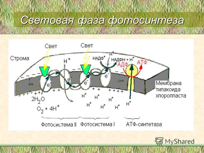 Световая фаза фотосинтеза