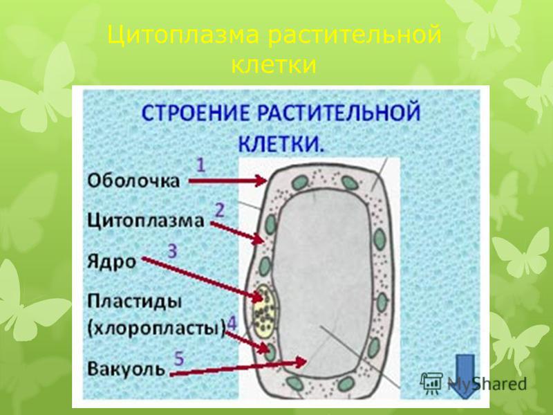Цитоплазма растительной клетки