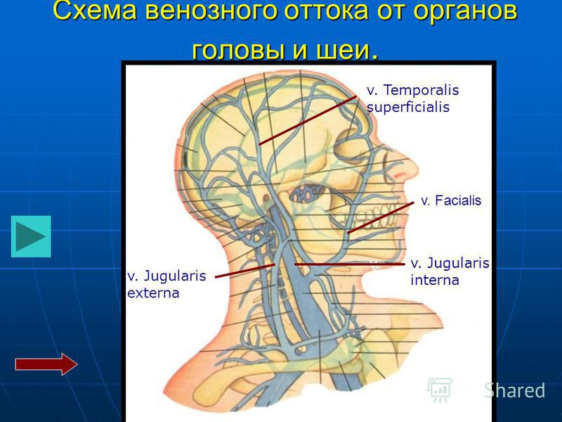 Анатомия венозный отток сосудов головы и шеи, зайцев нет новинки ноября и слушать песню уходили комсомольцы без регитрации Анатомия венозный отток сосудов головы и шеи
