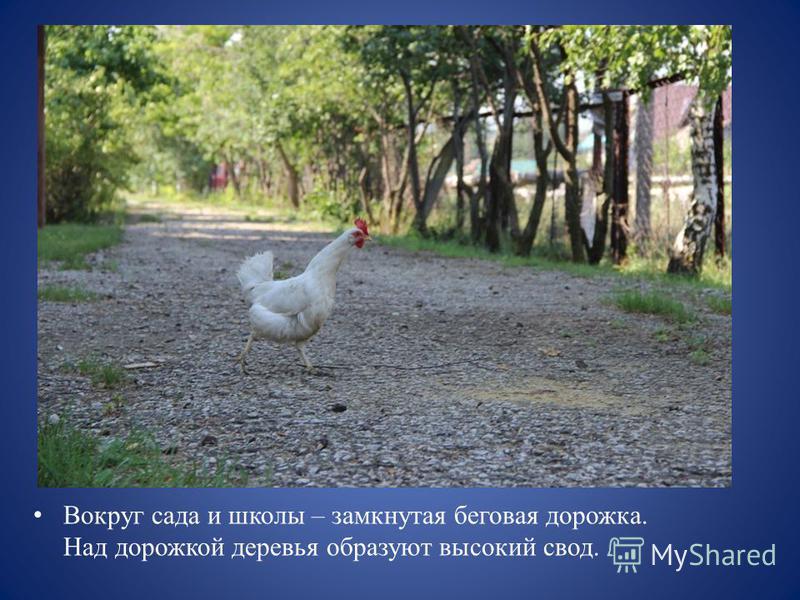 Конкурс на лучшее озеленение территории Конкурс на лучшее озеленение территории