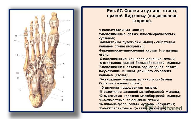 Что такое артроз межфаланговых суставов стопы Что такое артроз межфаланговых суставов стопы