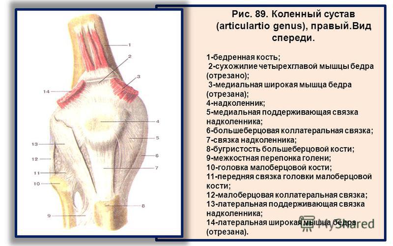 Слабые суставы и мышцы Слабые суставы и мышцы