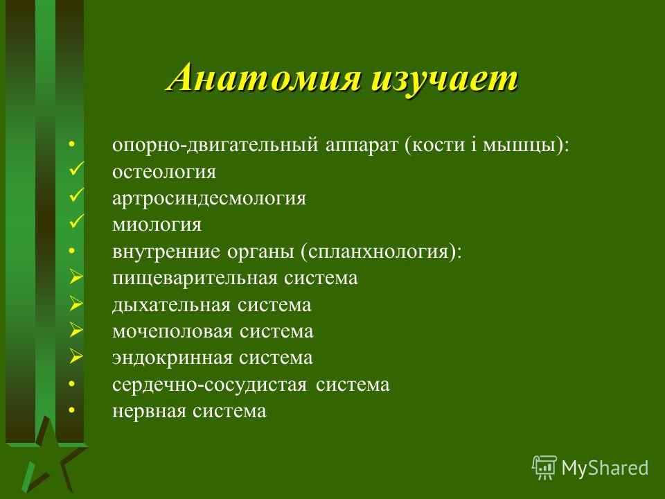 Проект на тему анатомия человека Все темы по анатомии список - TouristMaps.ru