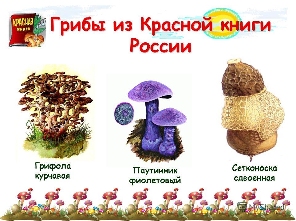 грибы в красной книге россии фото онлайн грибы в красной книге россии фото