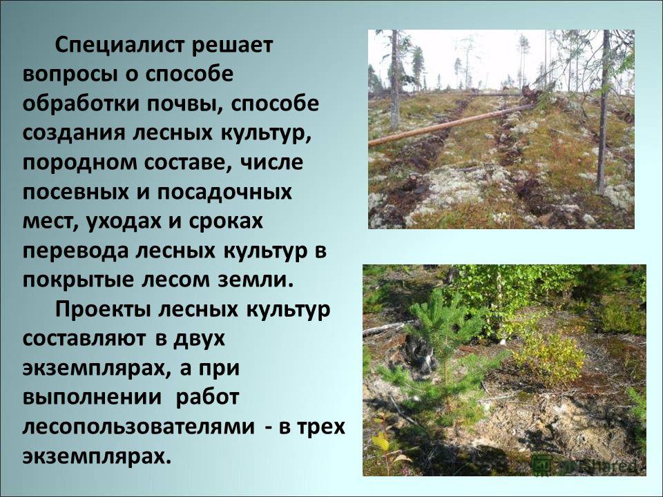 Проект лесных культур это