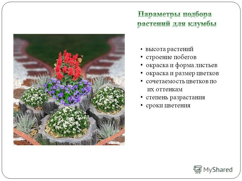 Что нужно учитывать при создании проекта клумбы Проект моя клумба