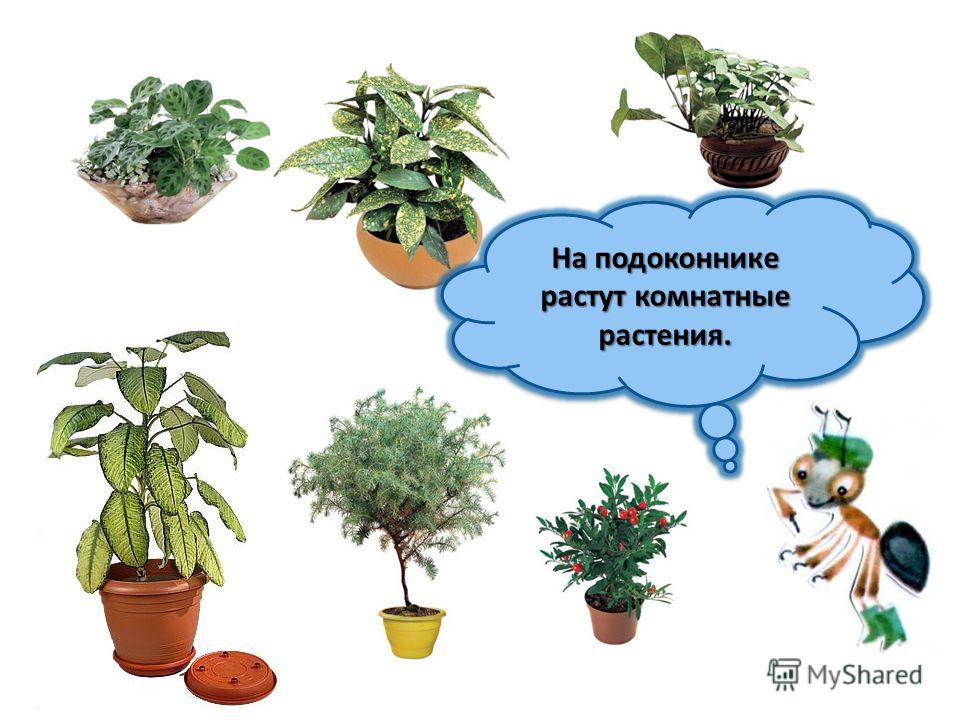 столетник фото растения онлайн столетник фото растения