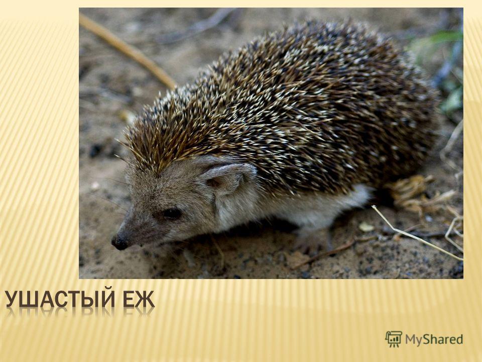 Цветок верблюжьей колючки Цветок верблюжьей колючки