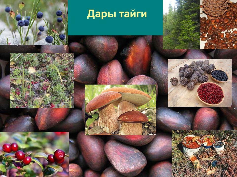 Дары тайги