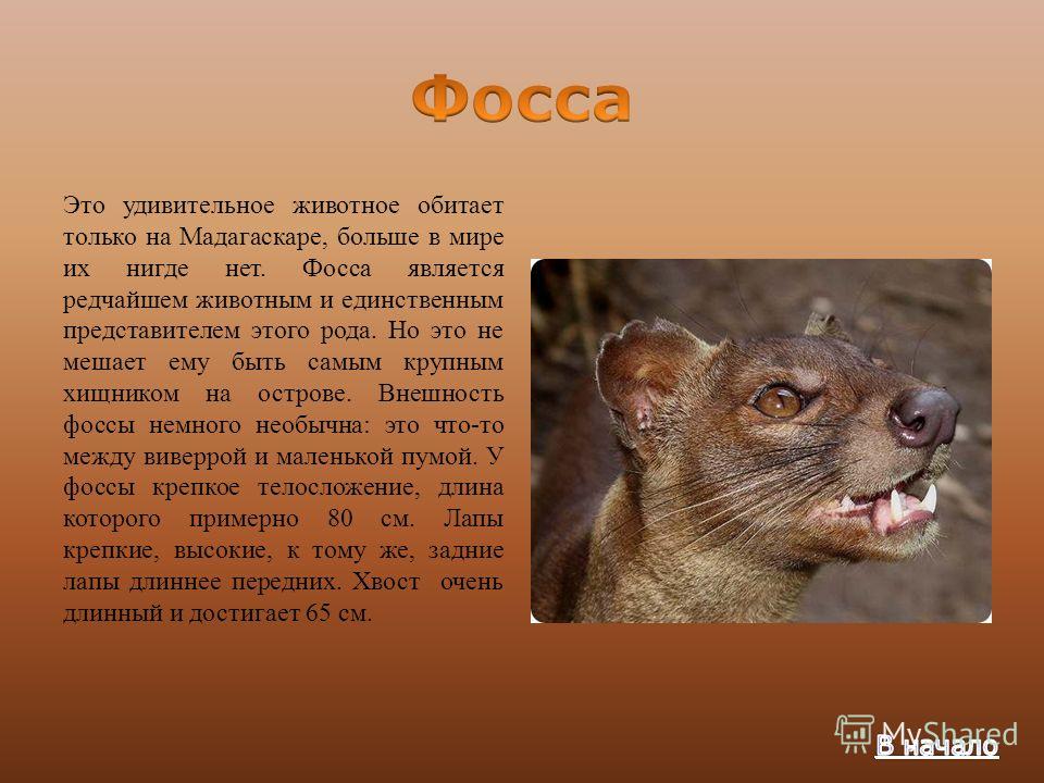 этого необычные животные мира с описанием с картинками презентация помнить