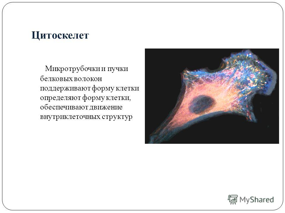 Цитоскелет Микротрубочки и пучки белковых волокон поддерживают форму клетки определяют форму клетки, обеспечивают движение внутриклеточных структур