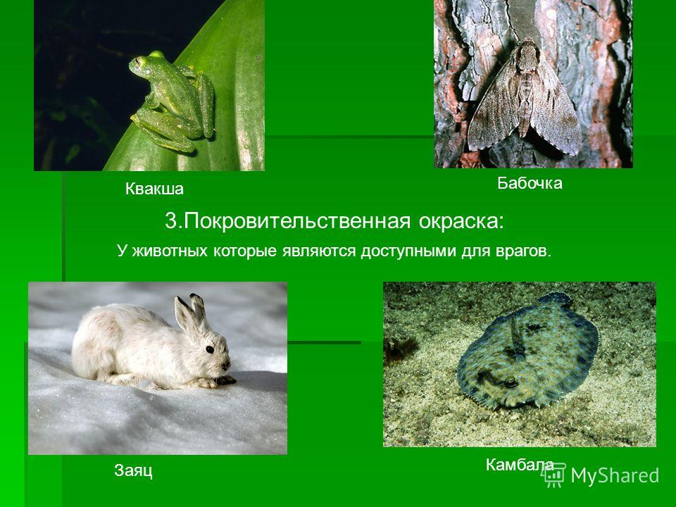 Покровительственная окраска презентация