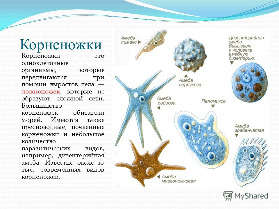 простейшие паразиты в кишечнике человека простейшие паразиты в кишечнике человека