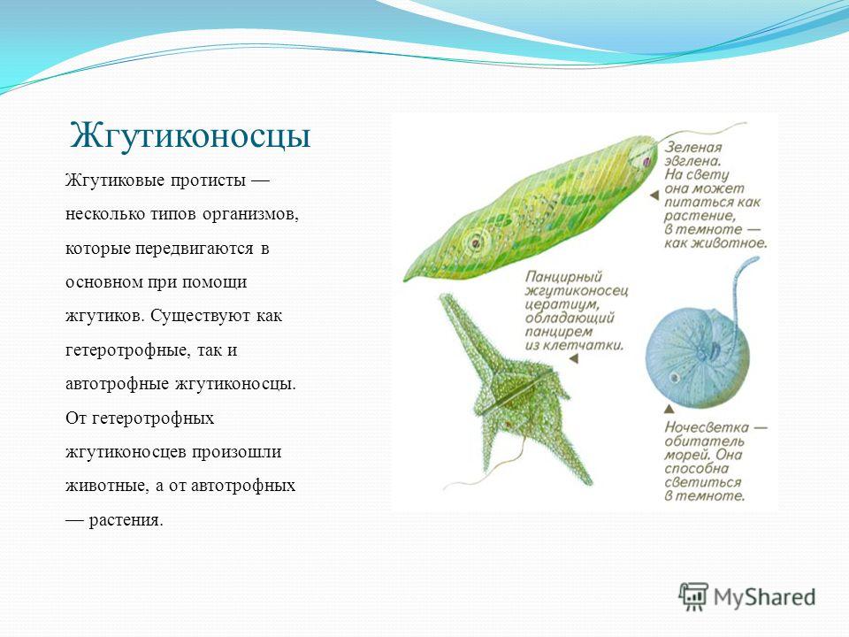 Презентация жгутиконосцы эвглена