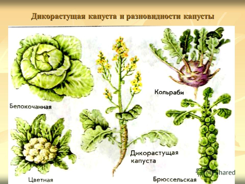 По утрам сухость во рту: причины, лечение и последствия Океанариум на ВДНХ - Москвариум: отзыв с фото, график