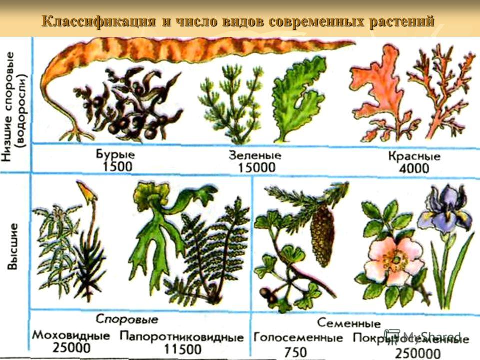 Классификация и число видов современных растений