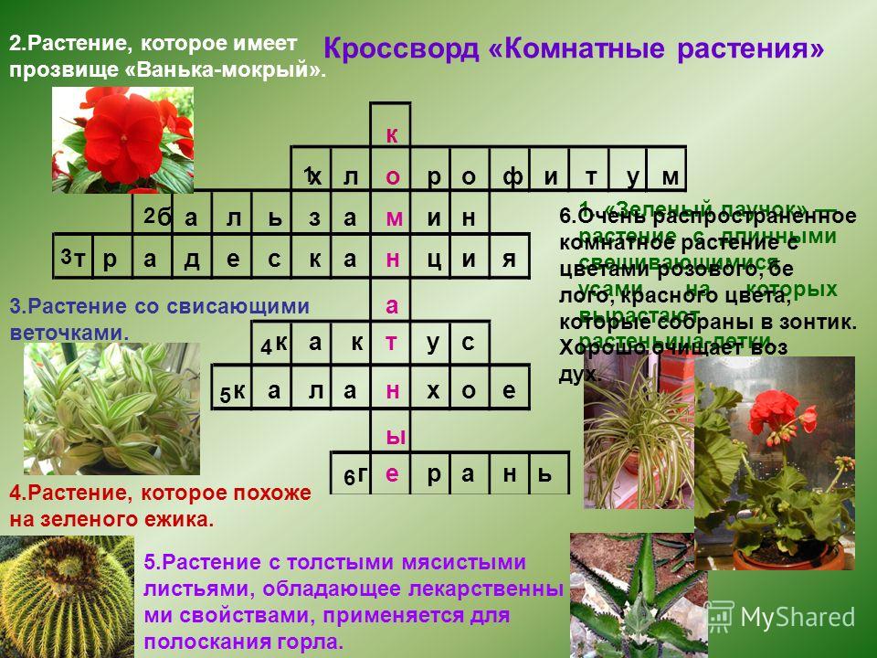 Кроссворд про цветок Кроссворд про цветок