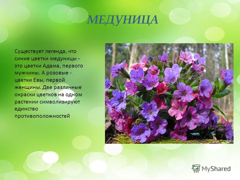 Окраска цветков у медуницы