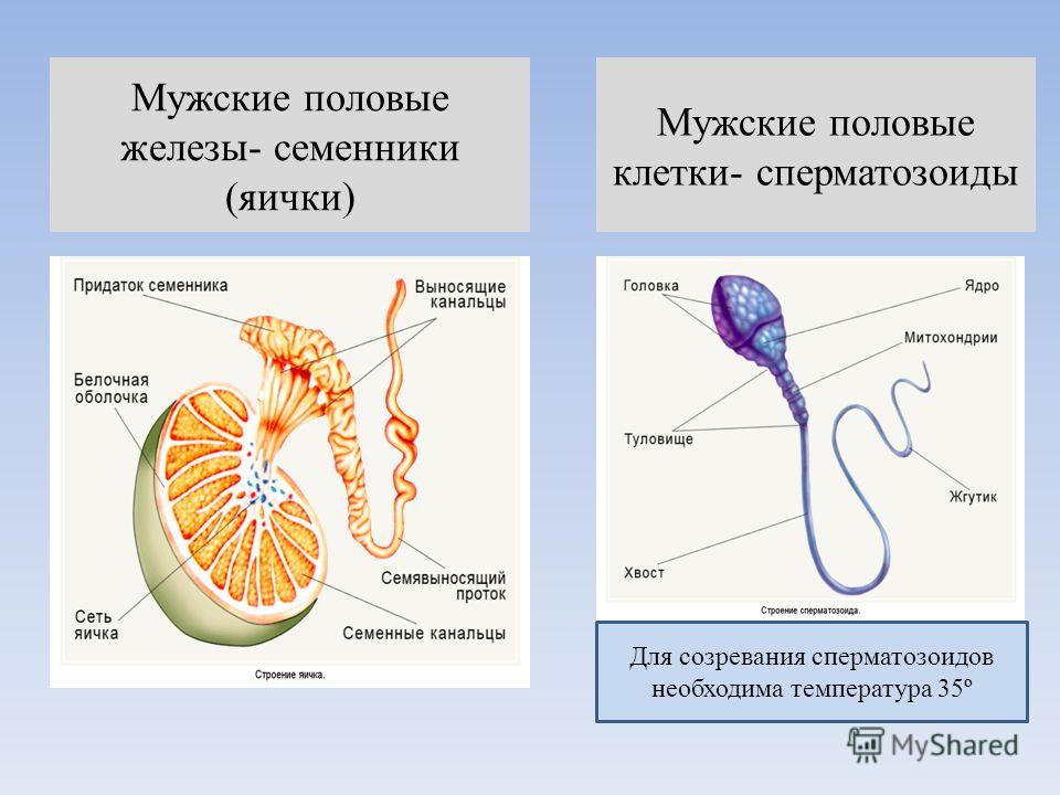 polovoe-sozrevanie-sperma polovoe-sozrevanie-sperma