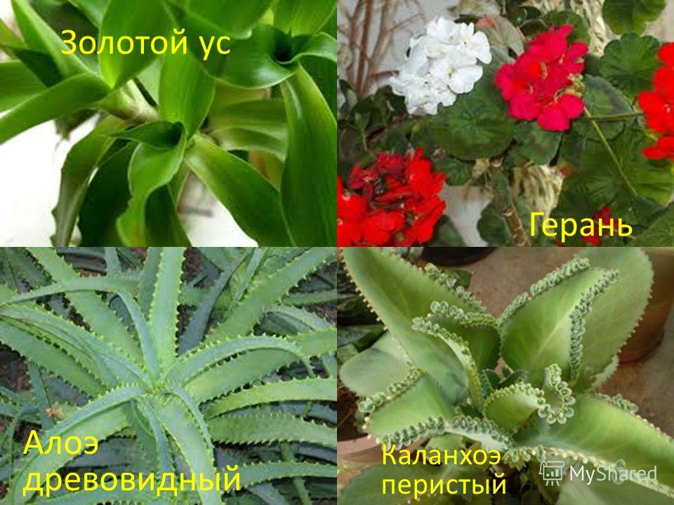 Каланхоэ герань