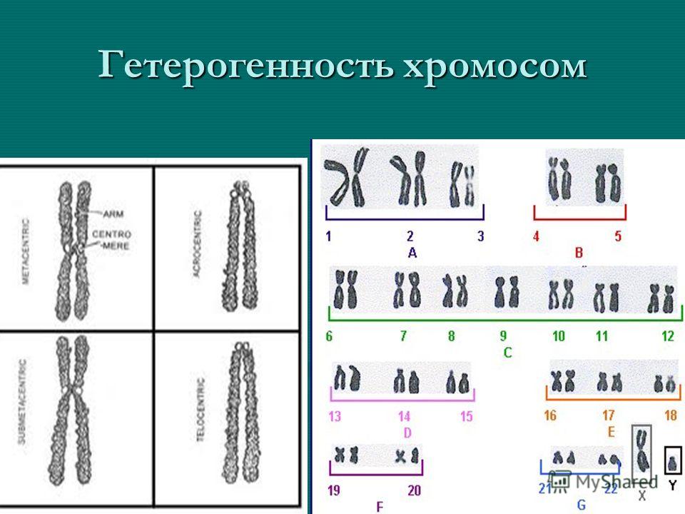 Гетерогенность хромосом