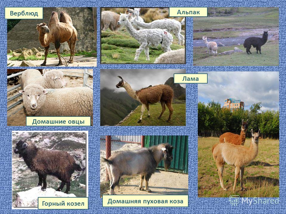 Верблюд Домашняя пуховая коза Горный козел Домашние овцы Альпак Лама