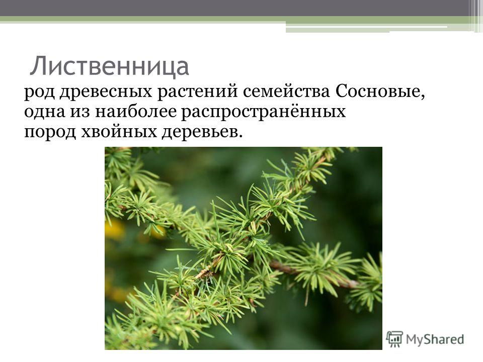 Реферат по теме Лиственница сибирская Реферат по теме Лиственница сибирская