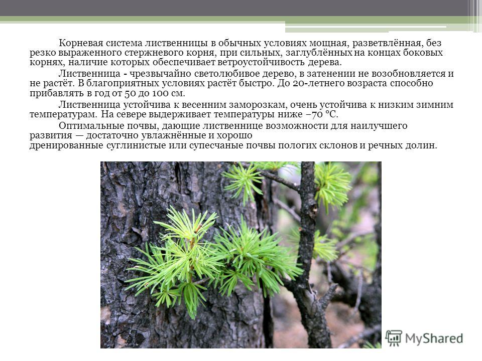 Реферат по теме Лиственница сибирская Реферат по теме Лиственница сибирская