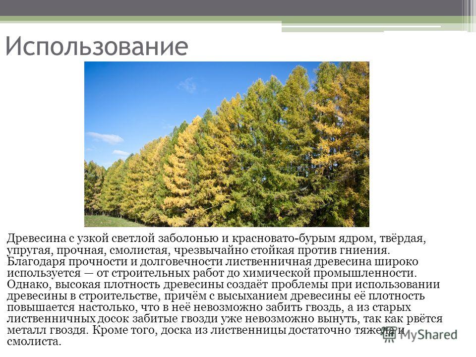 Реферат по теме Лиственница сибирская Реферат по теме Лиственница сибирская