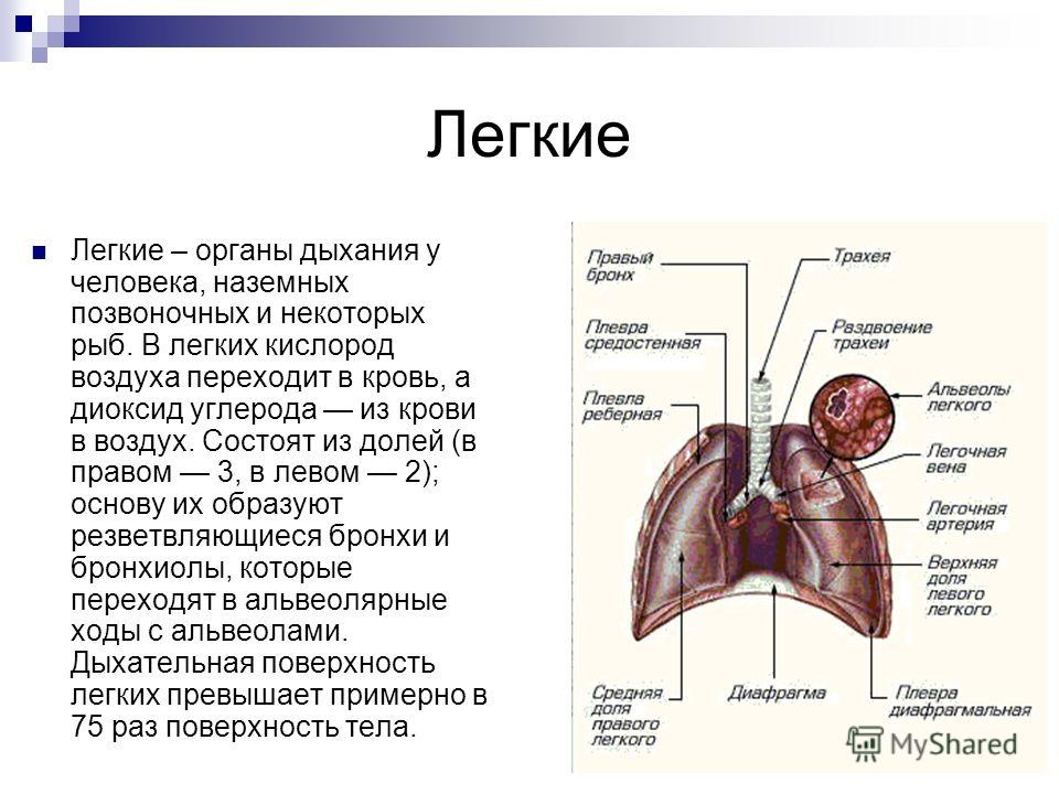 Презентация на тему легкие человека