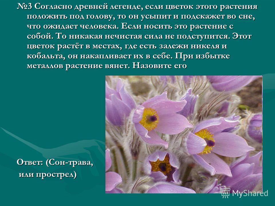 Слепакова семена залепи своё дуло Слепакова семена залепи своё дуло