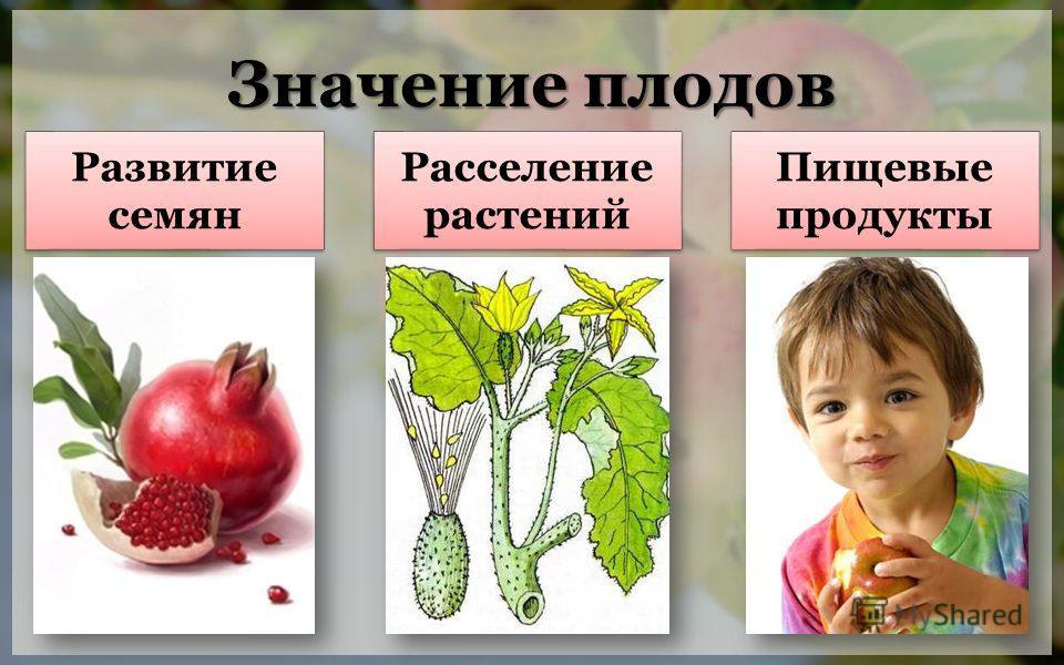 Семена развитие растений плод Семена развитие растений плод