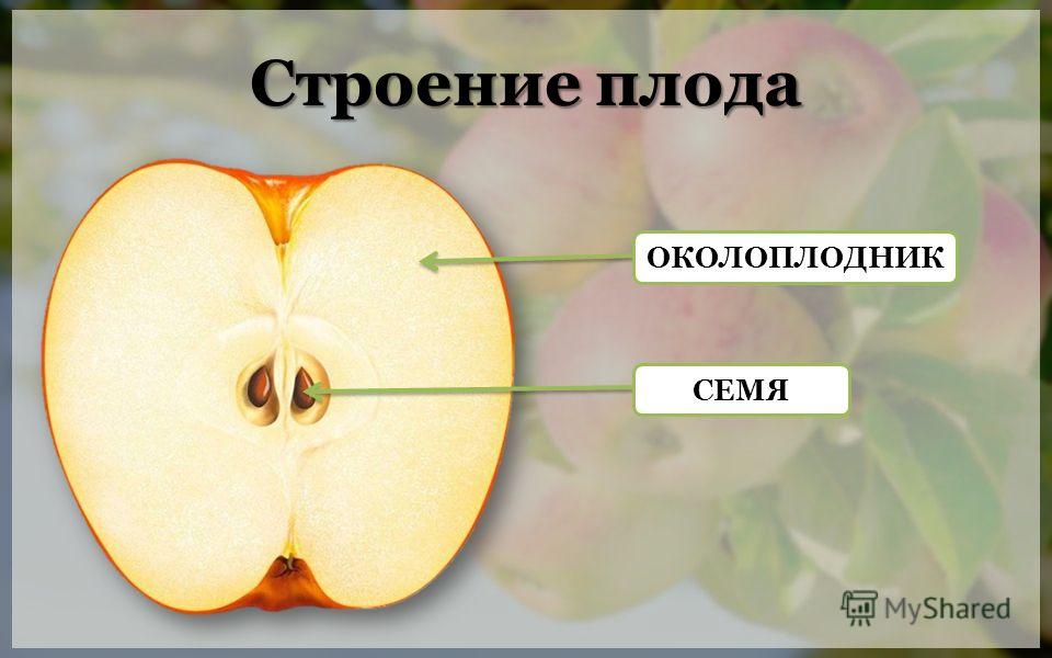 Кто был на рынке садовод вещевой рынок Кто был на рынке садовод вещевой рынок
