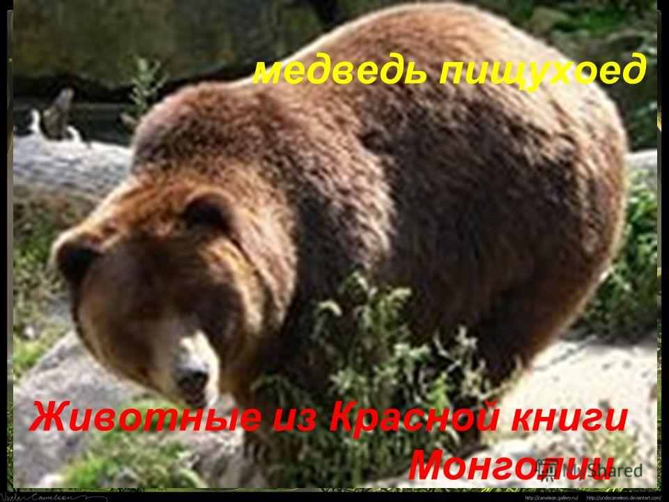 медведь пищухоед Животные из Красной книги Монголии