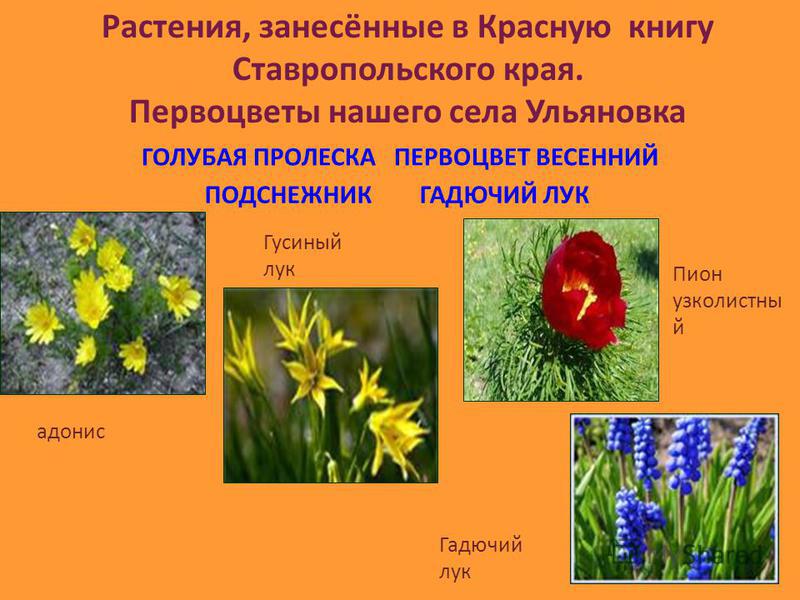 Растения Ставропольского Края Фото