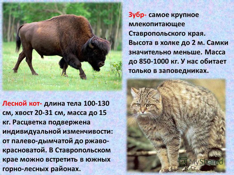 Животные Ставропольского Края Фото