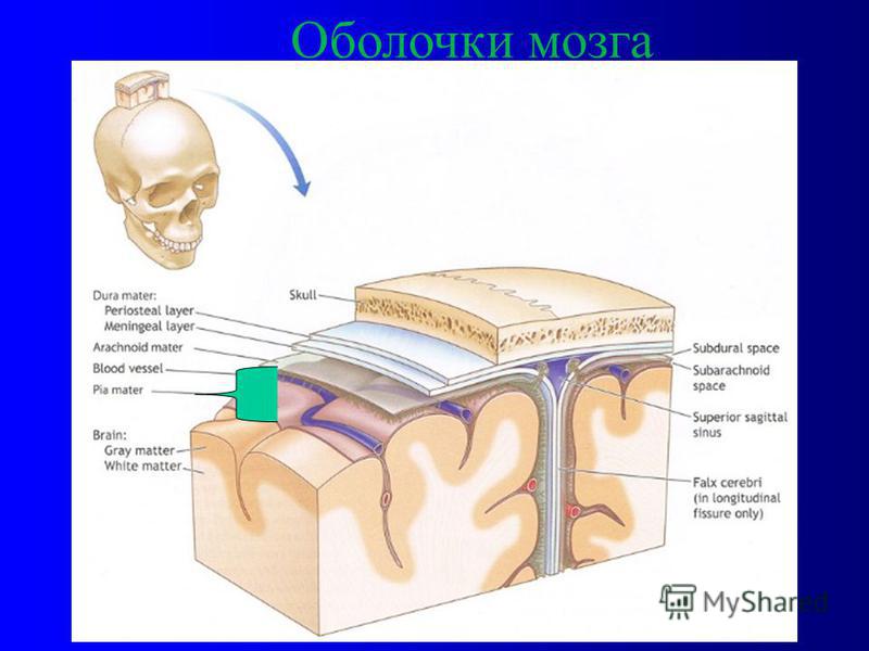Последовательность расположения мозговых оболочек