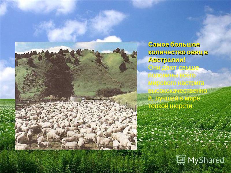 Самое большое количество овец в Австралии! Они дают свыше половины всего мирового настрига высококачественной, лучшей в мире тонкой шерсти.