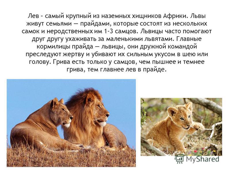 Доклад про льва к окружающему миру 3 класс б