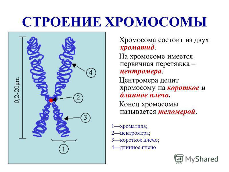 Рисунок хромосома Рисунок хромосома