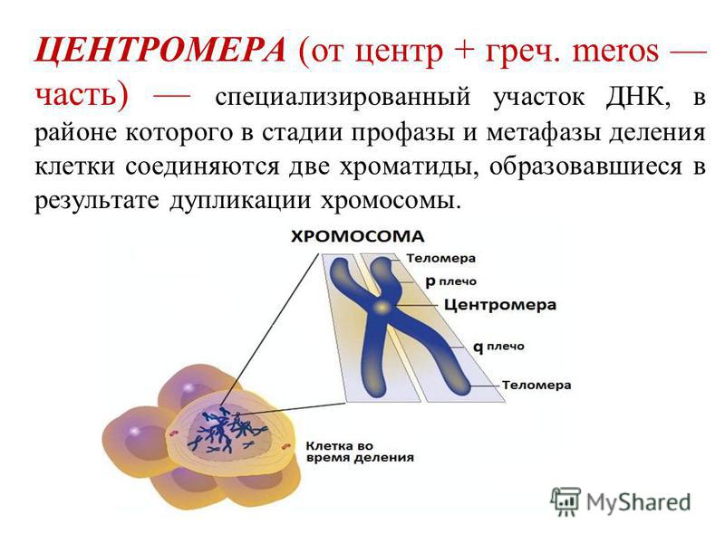 Центромера это - Вопросы и ответы