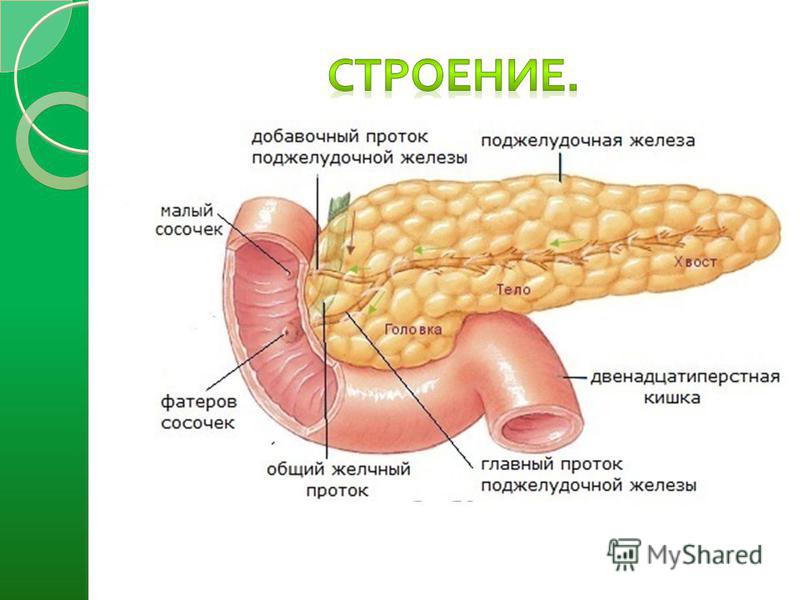 Рисунок расположения поджелудочная железа Рисунок расположения поджелудочная железа
