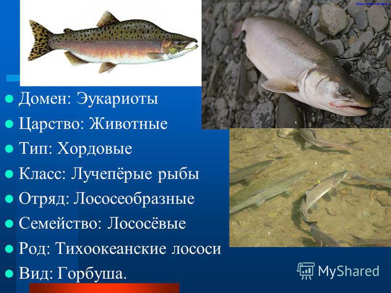 Рецепт : Маринованные морепродукты Готовим морской коктейль дома Простые и вкусные салаты на скорую руку