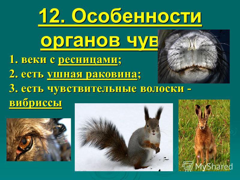 12. Особенности органов чувств: 1. веки с ресницами; 2. есть ушная раковина; 3. есть чувствительные волоски - вибриссы